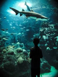 Rear view of boy looking at fish swimming in aquarium