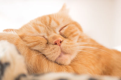 Close-up of ginger cat sleeping