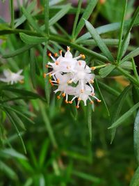 Close-up of flower growing on tree