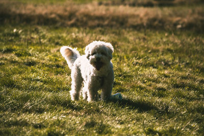Puppy looking away while standing on field