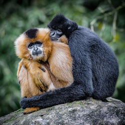 Gibbons sitting on rock at field