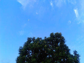 Low angle view of trees against blue sky