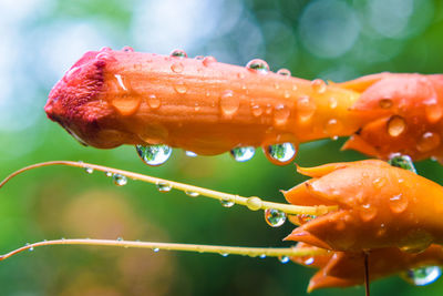 Close-up of raindrops on flower