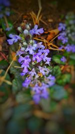 Close-up of purple flowers in field