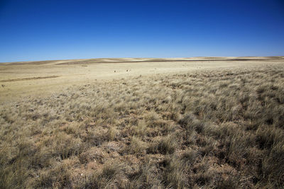 Scenic view of landscape against blue sky