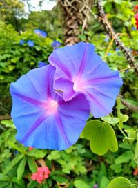 Close-up of purple flowering plant