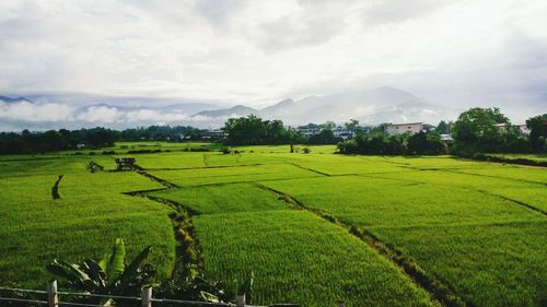 Scenic view of agricultural field against sky