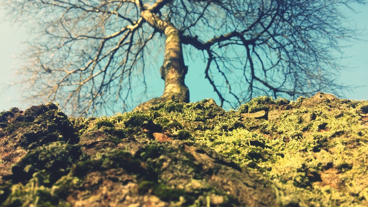 tree, branch, bare tree, tranquility, nature, growth, low angle view, tree trunk, sky, tranquil scene, clear sky, beauty in nature, scenics, day, no people, outdoors, non-urban scene, landscape, forest, autumn