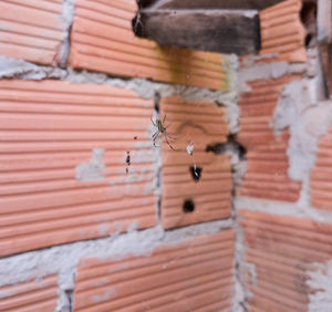 Close-up of insect on wall