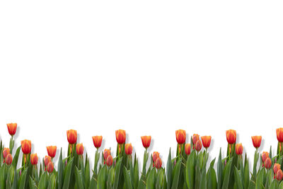 Close-up of tulips against white background