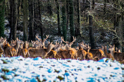 Horses in a forest