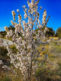 Low angle view of cherry blossom tree against blue sky