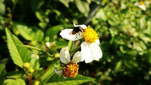 Close-up of insect on white flower