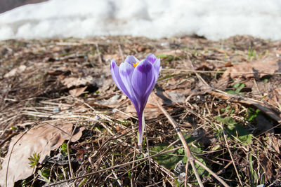 Close-up of purple crocus flowers on field