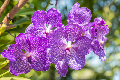 Close-up of purple flowering plant