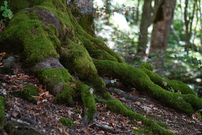 Close-up of moss on tree trunk