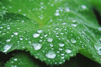 Close-up of water drops on leaf