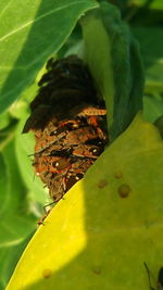 Close-up of butterfly on leaf