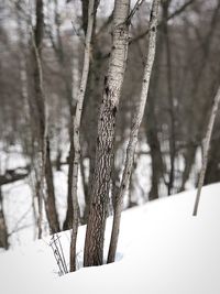 Close-up of frozen plant on snow covered land