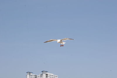 Low angle view of bird flying against clear sky