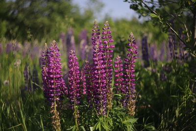 Close-up of pink flowering plant on field
