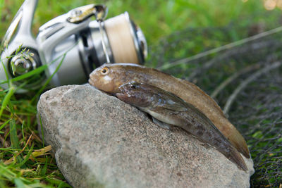 Close-up of lizard on rock