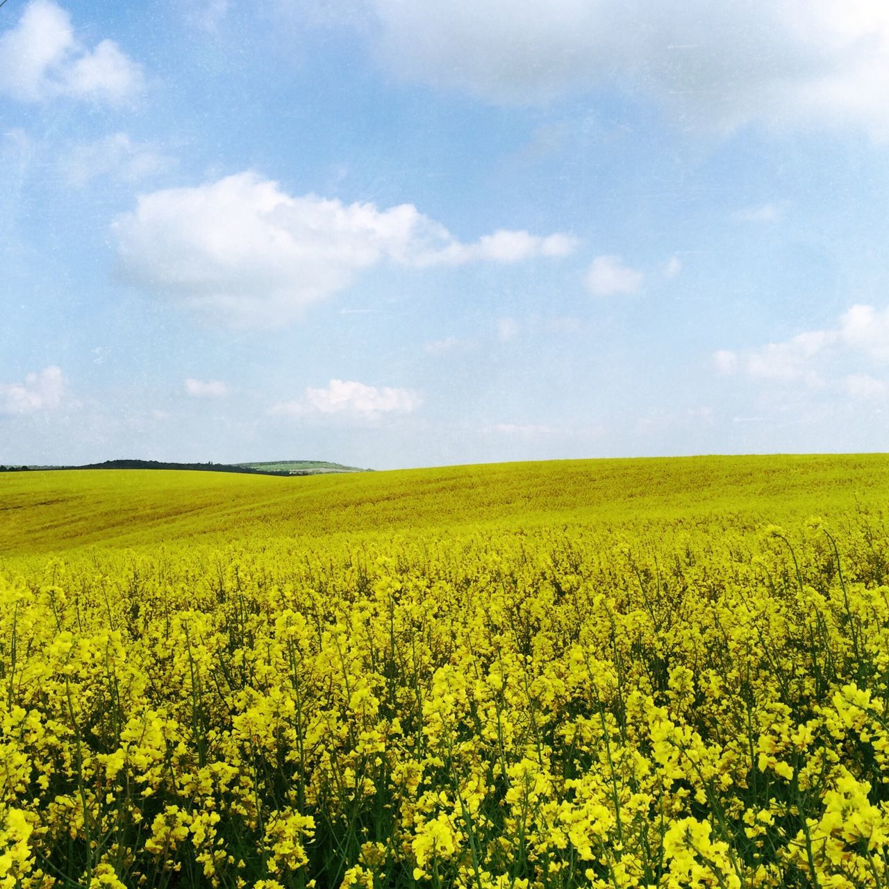 Field of rapeseed