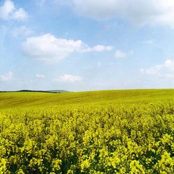 Scenic view of field against sky