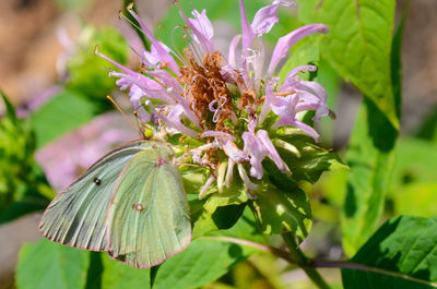 Close-up of flower against blurred background