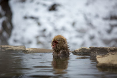 Monkey swimming in lake