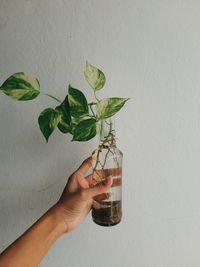 Midsection of person holding plant against wall