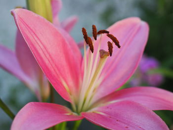 Close-up of pink lily blooming outdoors