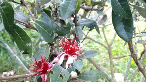 Close-up of red flowers on tree