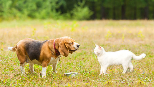 View of two dogs on field