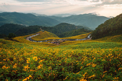 landscape