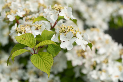 Close-up of white flowering plant