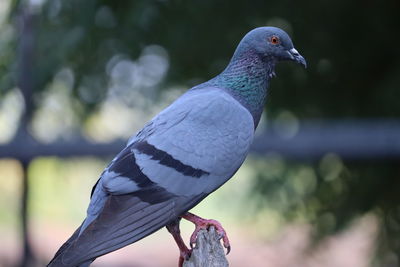 Close-up of pigeon