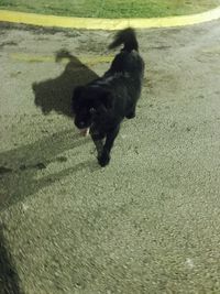 Dog on dirt road