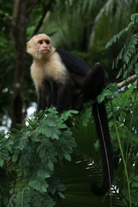 Capuchin monkey in manuel antonio, costa rica