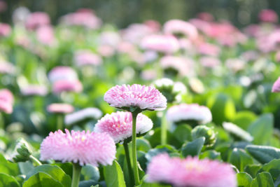 Close-up of pink flowers blooming outdoors