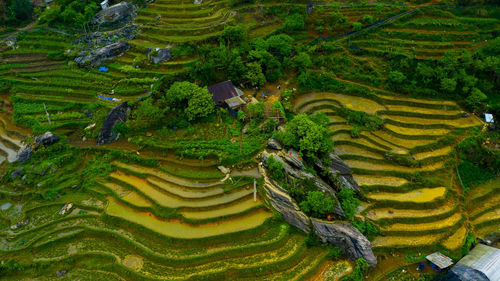 Scenic view of rice paddy