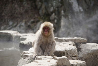 Monkey sitting on rock