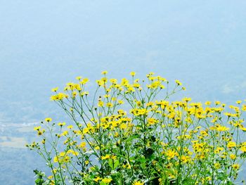 Close-up of yellow flowering plant against sky