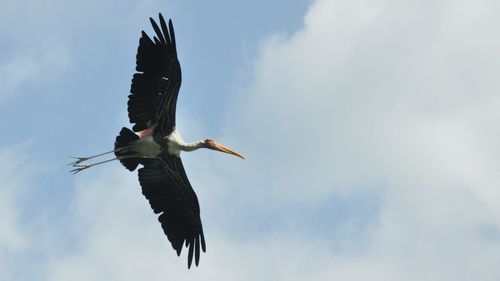 Low angle view of bird flying in sky