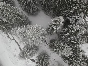 High angle view of frozen pine trees during winter