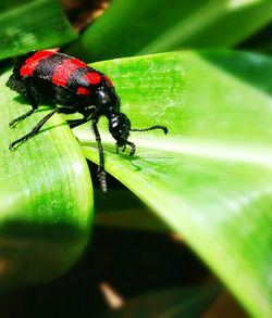 Close-up of insect on leaf