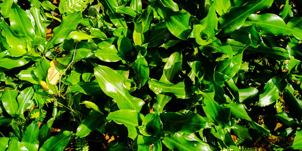 Full frame shot of leaves on field