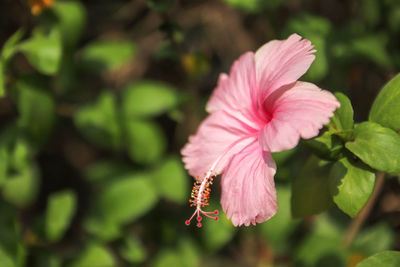 Close-up of pink hibiscus flower
