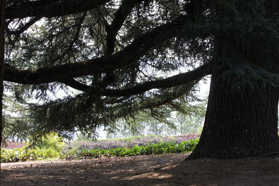 Trees growing on field