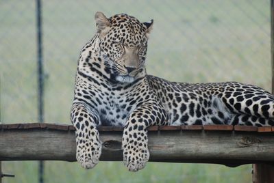 Leopard resting on wooden plank at zoo